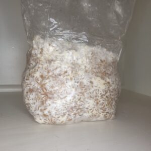 Colonized Grain Spawn