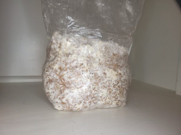 Colonized Grain Spawn