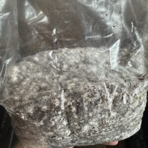 Colonized Fruiting Bag