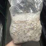 Colonized Grain Spawn