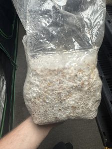 Colonized Grain Spawn